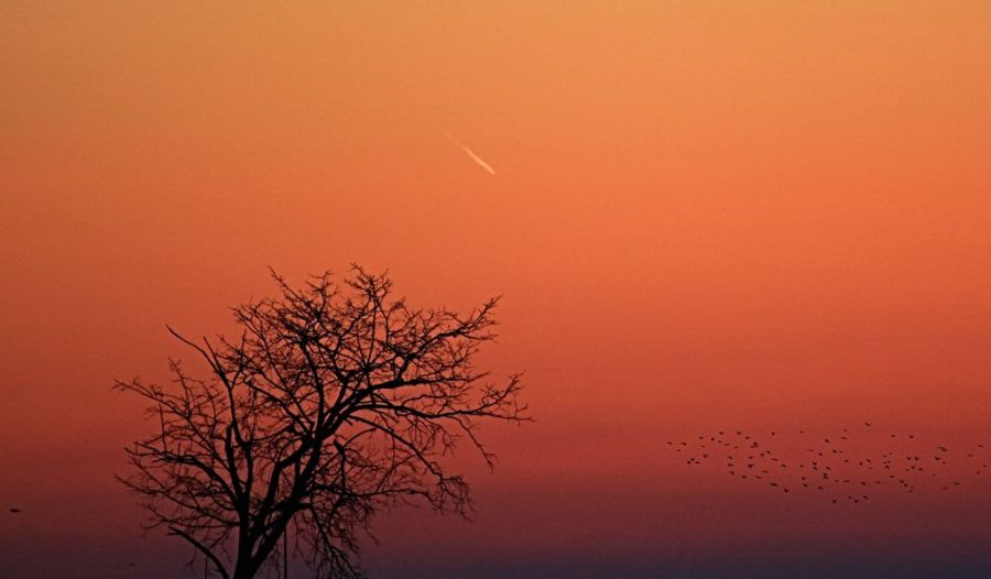 cometa PAN-STARRS