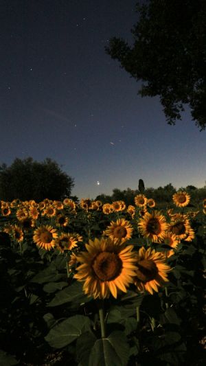 giove venere e la natura