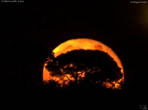 L'Albero nella Luna