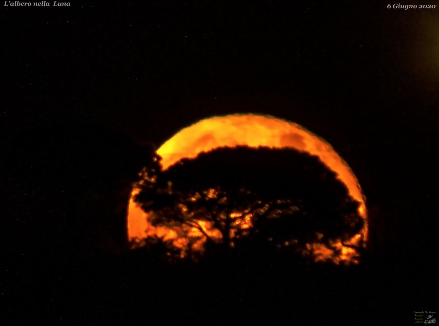 L’Albero nella Luna