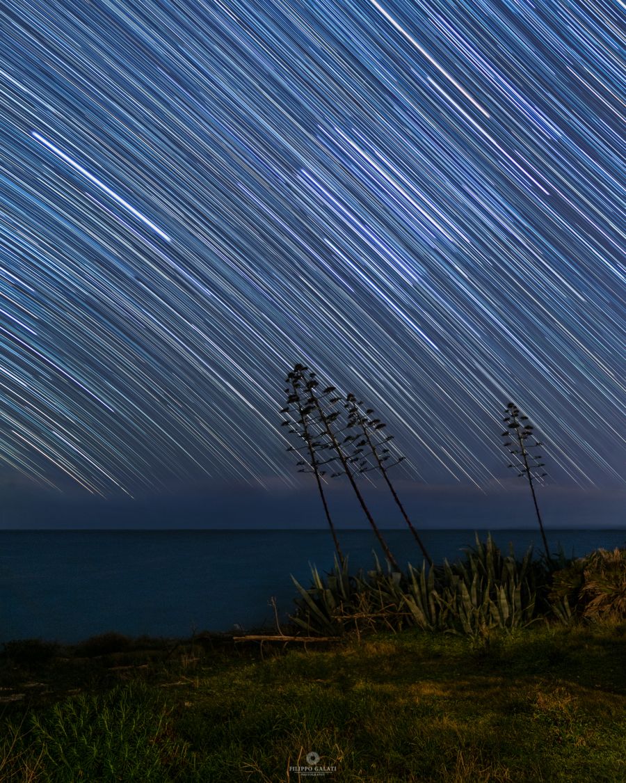 Startrail sulle Agavi