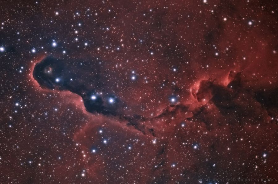 Nebulosa Proboscide di Elefante