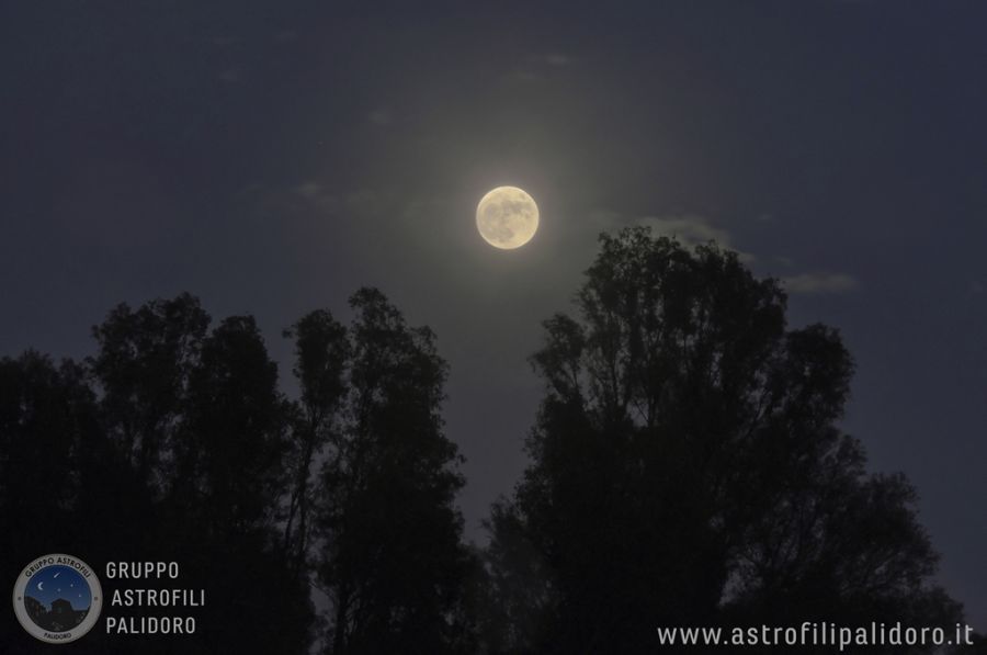 Superluna sorge tra gli alberi