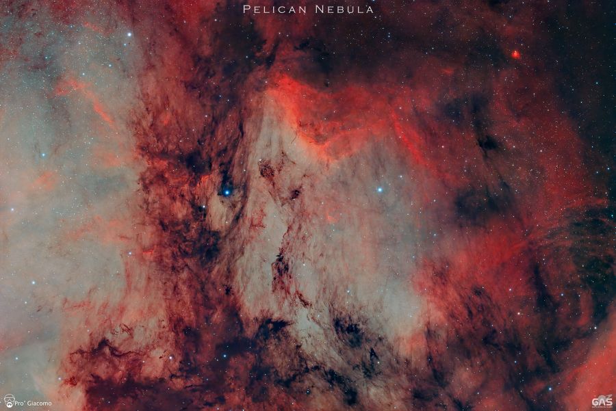 NEBULOSA PELLICANO