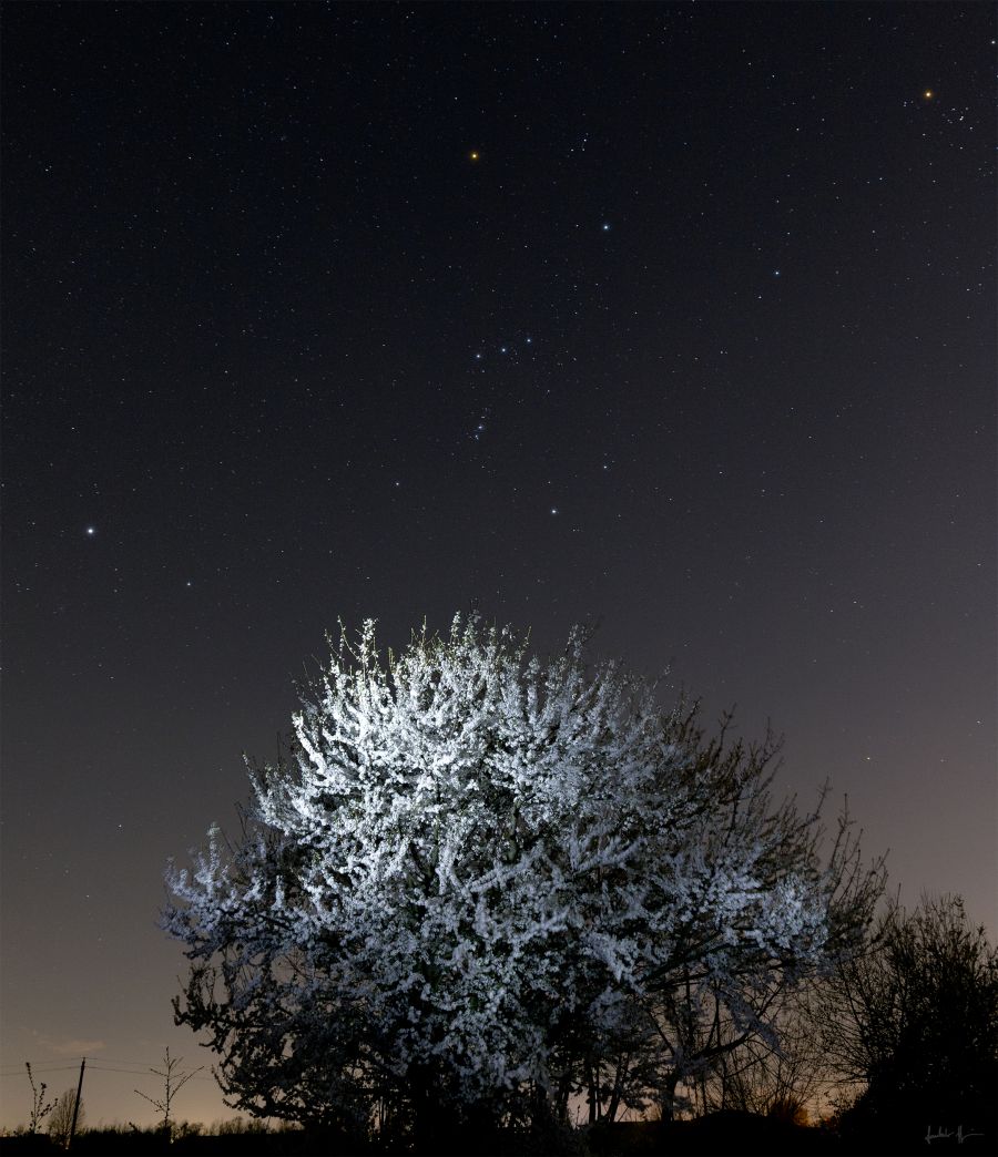 Dolce serata in compagnia di Orione