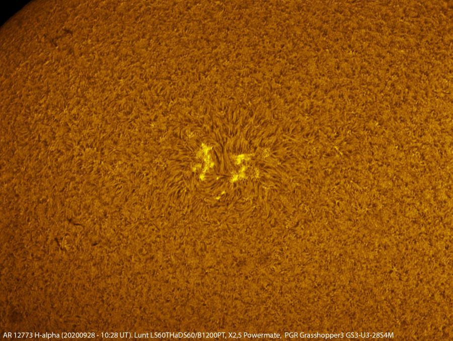 AR 12773 in H-alpha